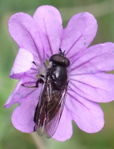 Pipiza sp.